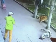 Media - Chủ nhân bị mèo rơi trúng đầu bất tỉnh, chó cưng chặn thủ phạm lại &quot;cảnh cáo&quot;