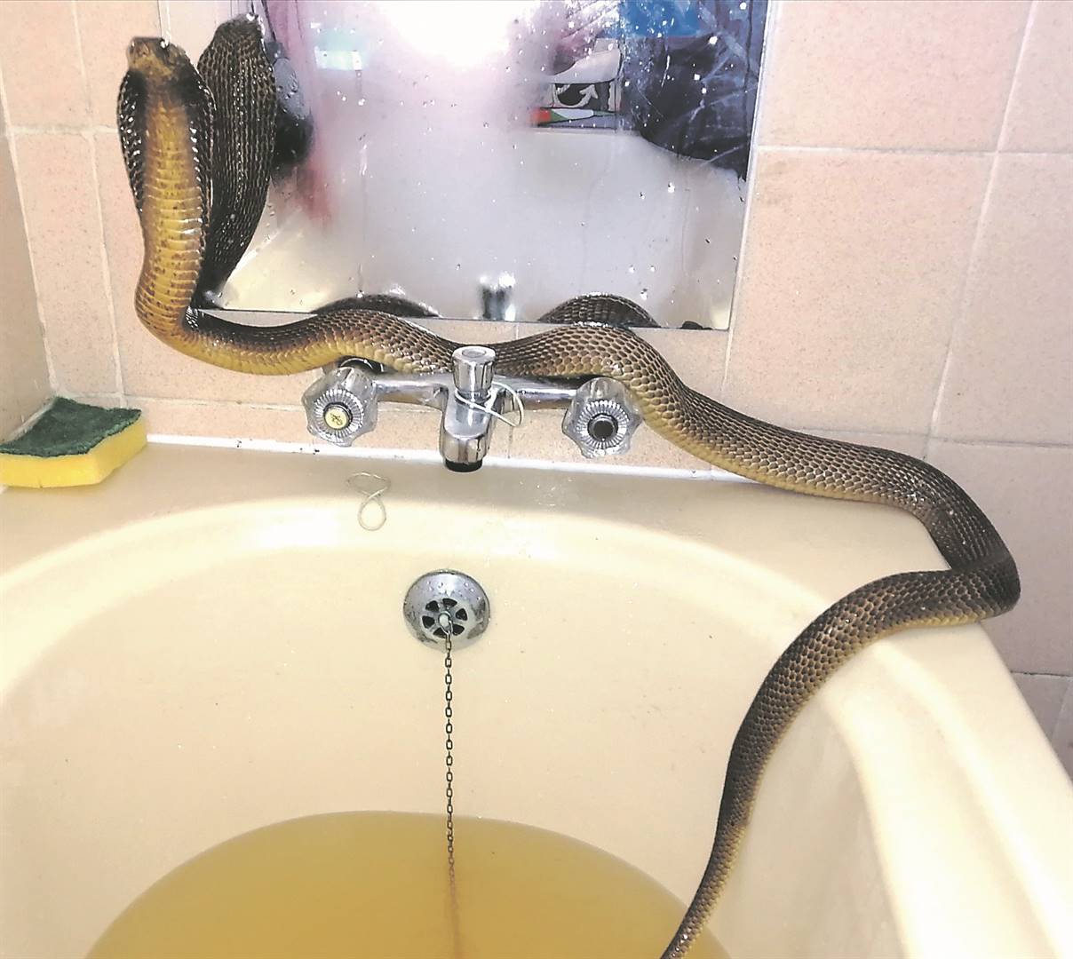 Bà Tossie về nhà và phát hiện con rắn do chồng thả vào bồn tắm (ảnh: Daily Star)