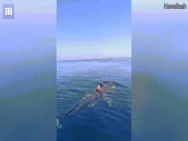 Thế giới - Video: Người đàn ông “lướt sóng” trên lưng cá mập voi khổng lồ gây sốc