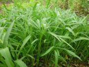 Thị trường - Tiêu dùng - Trộn rau hữu cơ lẫn với rau thường, liệu bạn có phân biệt được?