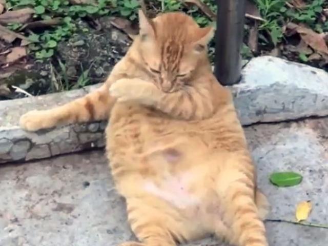 Phi thường - kỳ quặc - Chú mèo béo Garfield ngủ ngoài đường, bị trăn nuốt chửng