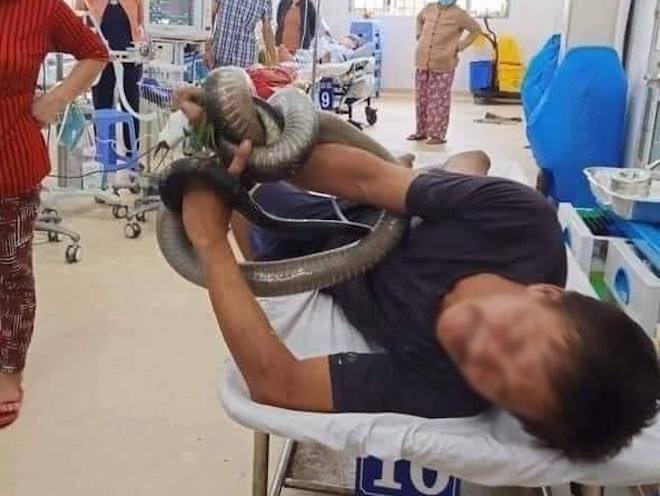 Bệnh nhân T nhập viện với con rắn hổ mang