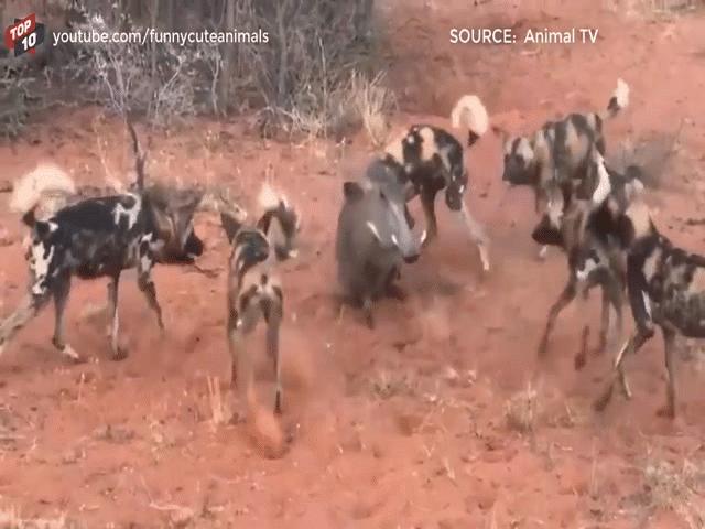 Phi thường - kỳ quặc - Video: Kinh hãi đàn chó hoang hùng hục đào hang, tóm gọn lợn bướu