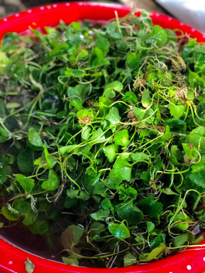 Rau má mọc nhiều ven bờ ruộng