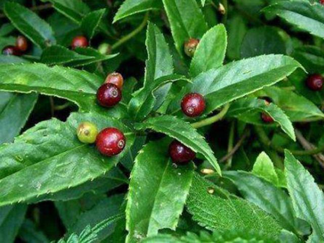 Sức khỏe đời sống - Loại cây thần kỳ ra quả trên lá, chữa được nhiều bệnh