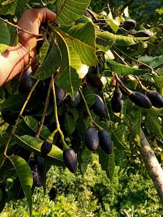Người thành phố mê mẩn món quả quê này. Cứ đến mùa, có người còn mua tích trữ trong tủ lạnh ăn dần quanh năm.
