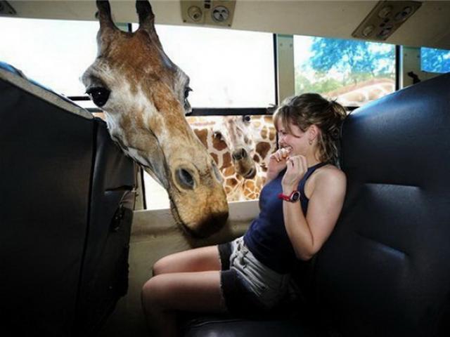 Tranh vui - Chị em hoảng hốt khi bất ngờ bị động vật "sàm sỡ"