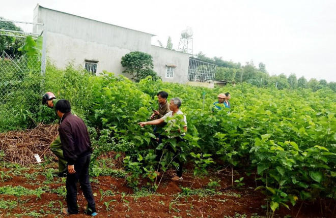 Lực lượng chức năng tìm hung khí gây án xung quanh nhà nạn nhân.