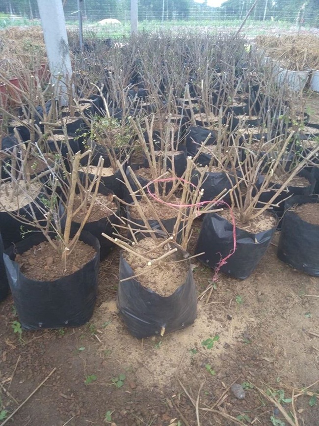 Trước đây, người ta không trồng, ươm giống tại vườn mà chỉ dựa vào nguồn tự nhiên thậm chí phải lặn lội lên vùng núi Ba Tơ, Quảng Ngãi mới tìm được.
