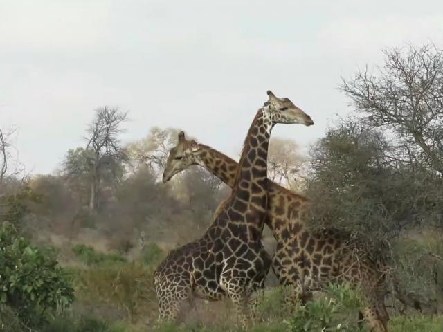 Media - Hươu cao cổ gục ngã sau khi dính đòn đau từ đồng loại