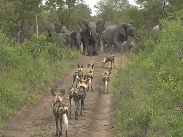 Media - Đụng độ đàn chó hoang, bầy voi rừng dựng "bức tường thép" khổng lồ