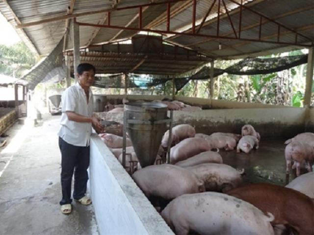 Lợn hơi giảm giá từng ngày, người chăn nuôi lo đứng lo ngồi vì càng nuôi càng lỗ