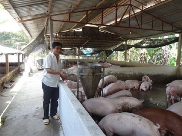Giá lợn hơi hạ nhiệt khiến nhiều hộ chăn nuôi "lo đứng lo ngồi"