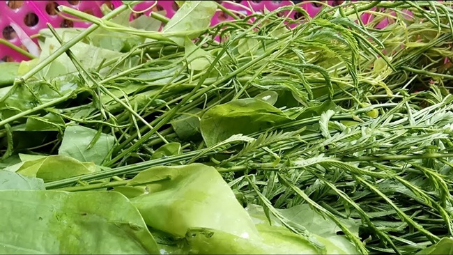 Mức giá bán của rau thối từ 75.000 đồng - 90.000 đồng/kg.
