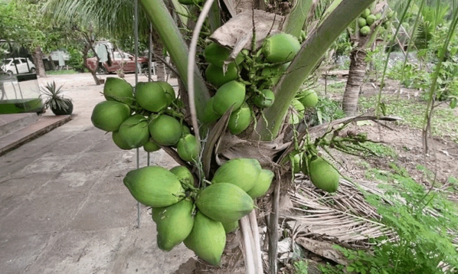 Sức khỏe đời sống - Danh sách thức uống giàu chất điện giải tốt cho sức khỏe