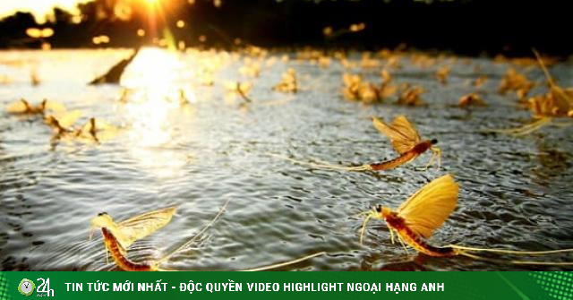 Kỳ lạ loài côn trùng 