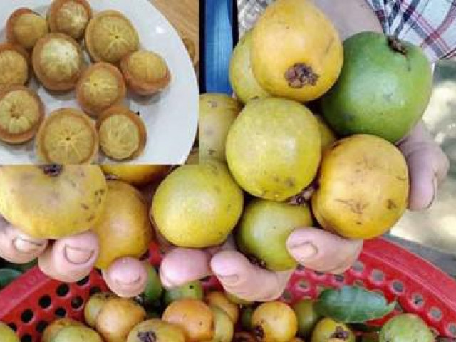 Ẩm thực - Quảng Ngãi: Trái dại vị chua ngọt - "anh em" của măng cụt ăn chơi nay thành đặc sản "hút khách"