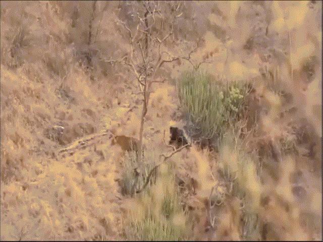 Phi thường - kỳ quặc - Video: Đụng độ hổ dữ, gấu lợn có hành động gì khiến chúa tể sơn lâm "chạy mất dép"?