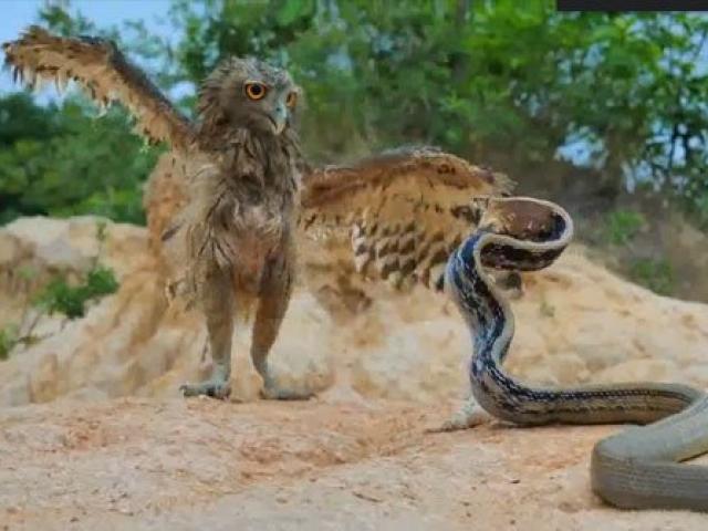 Media - Cú mèo giở tuyệt kỹ "võ công" đối phó với rắn sọc dưa