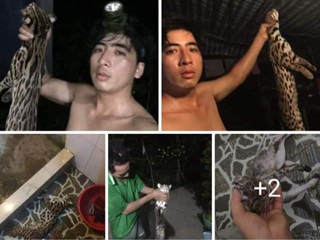 Tin tức trong ngày - Đã có kết quả xác minh vụ giết mèo rừng rồi khoe "chiến tích" trên Facebook