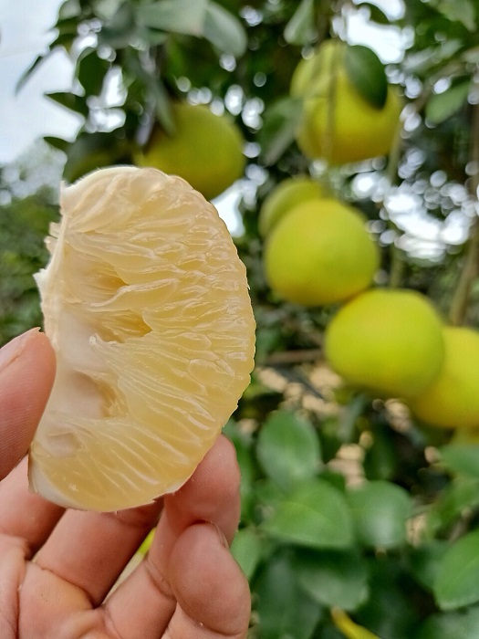Bưởi Phúc Trạch có vỏ màu vàng chanh, múi ráo và mọng nước, vị ngọt đậm, là một trong 7 loại trái cây quý hiếm nghiêm cấm xuất khẩu giống từ năm 2002.