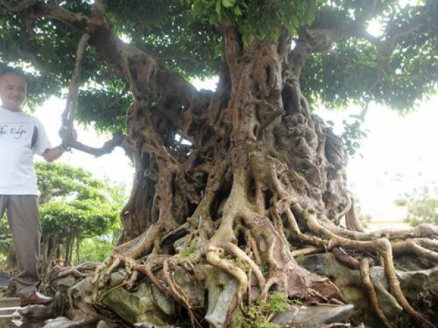 Thị trường - Tiêu dùng - Báu vật "hiếm có khó tìm", đại gia trả 100 cây vàng chủ nhân vẫn quyết không bán