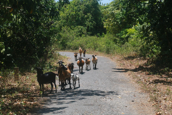 Đường trên đảo