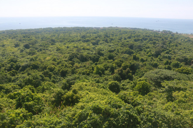 Rừng nguyên sinh trên đảo Cồn Cỏ