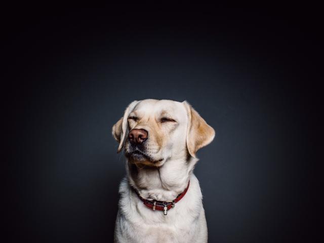 Media - Những loài động vật có thể dự đoán được "tương lai"