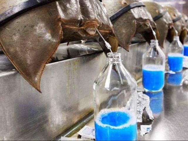 Thế giới - Loài "hóa thạch sống" tồn tại 450 triệu năm bị săn lùng để phát triển vaccine Covid-19