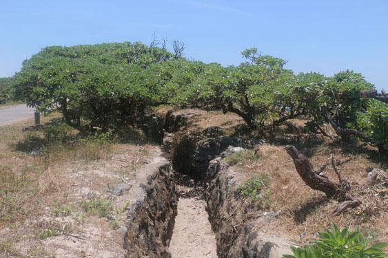 Di tích giao thông hào và cây phong ba trên đảo Cồn Cỏ
