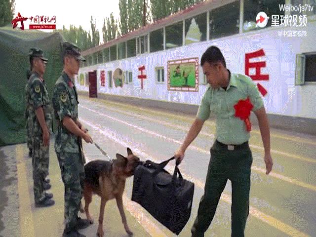 Thế giới - Video: Chó nghiệp vụ làm mọi cách "ngăn cản" quân nhân TQ rời doanh trại