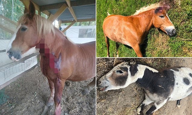 Hàng loạt ngựa bị tấn công, giết hại bí ẩn ở Pháp (ảnh: CBC News)