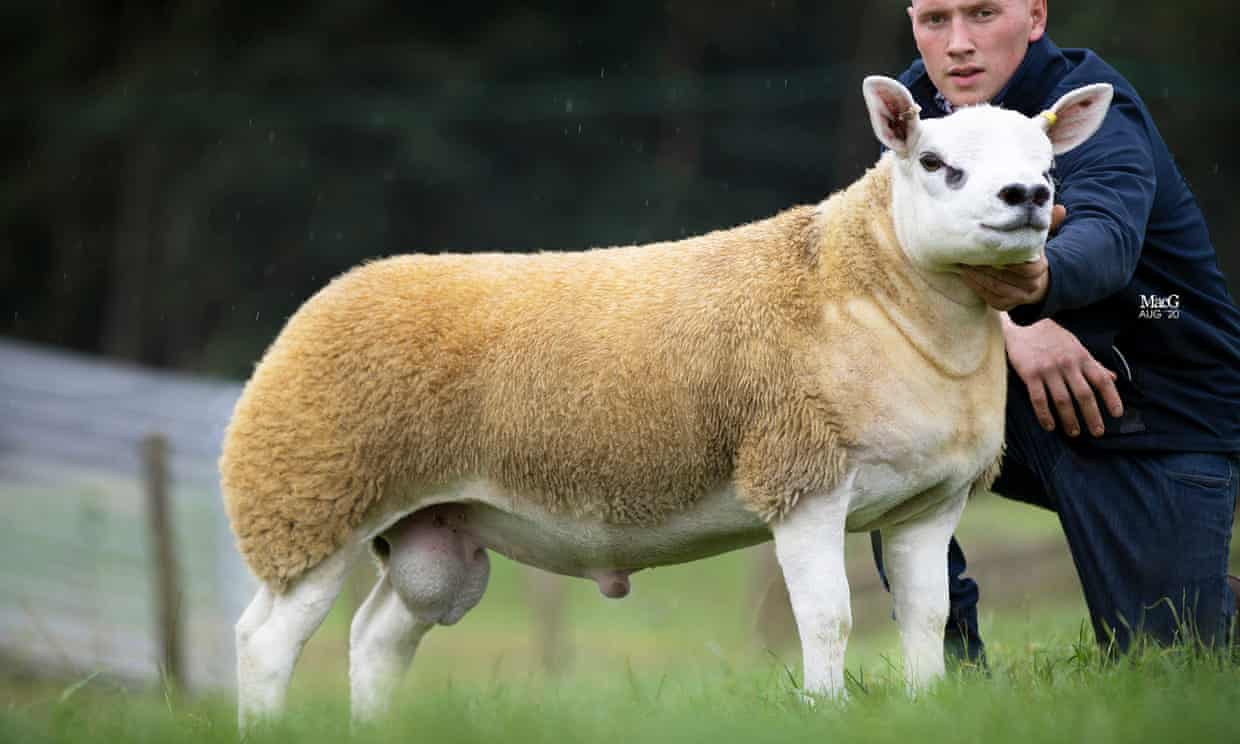 Chú cừu Double Diamond tại trang trại ở Cheshire (Nguồn: The Guardian)