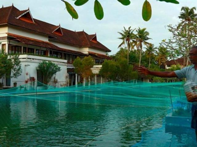 Kinh doanh - Kiệt quệ vì Covid-19, resort sang chảnh liều nuôi cá trong bể bơi để kiếm tiền &quot;gây bão&quot;