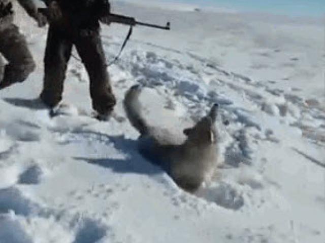 Media - Bị đá vào người, chó sói bất ngờ bật dậy "trả thù" khiến thợ săn thất kinh