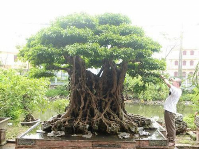 Thị trường - Tiêu dùng - Cây sanh cổ trị giá 100 cây vàng, báu vật để đời hay đại gia thổi giá?