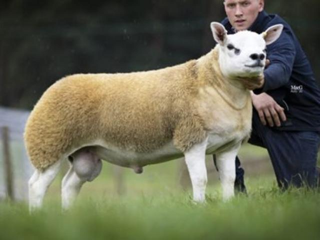 Media - Con cừu được bán với giá gần 500.000 USD
