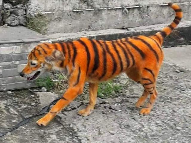 Phi thường - kỳ quặc - Chó hóa hổ vằn khiến nhiều người phẫn nộ, treo thưởng truy lùng "thủ phạm"