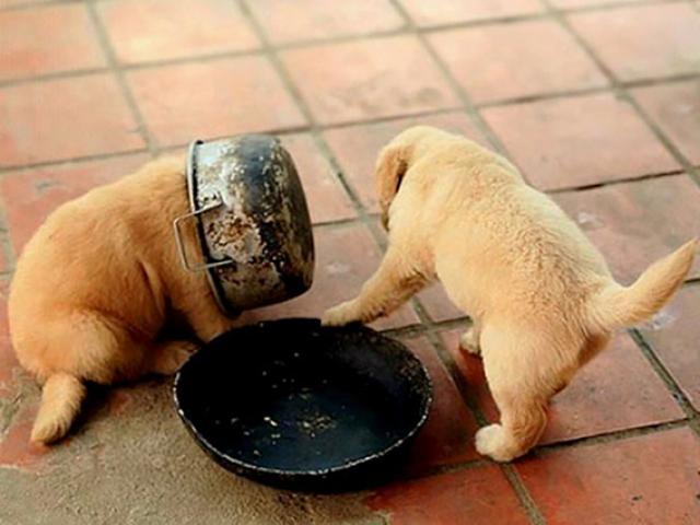 Tranh vui - Khi thú cưng rơi vào "bế tắc" chỉ vì cái tội... tham ăn