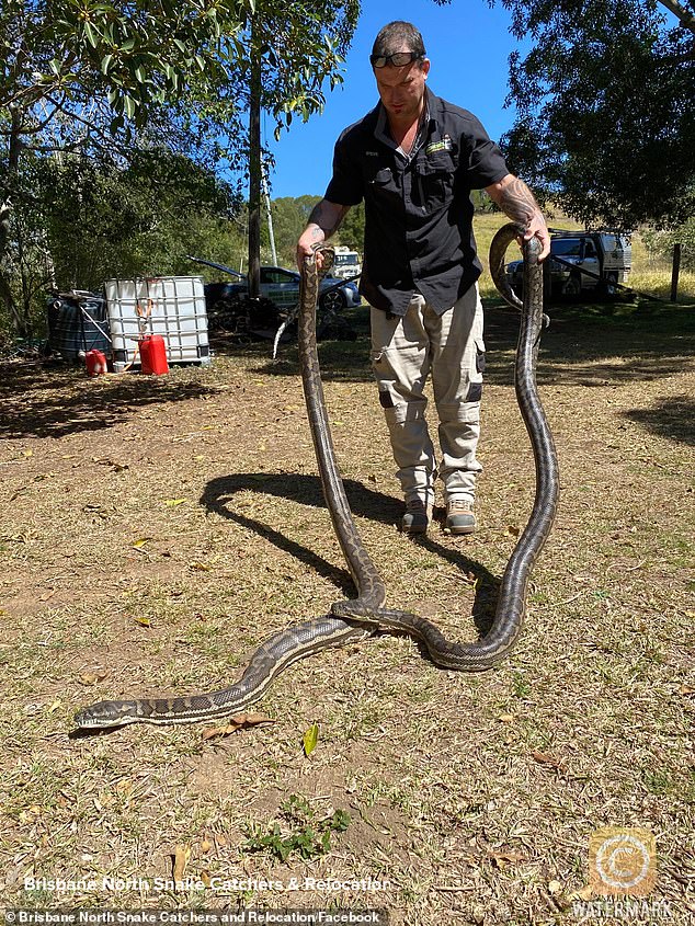 Steven Brown, thợ bắt trăn, được gọi tới xử lý 2 "vị khách không mời". Ảnh: Brisbane North Snake Catchers & Relocation