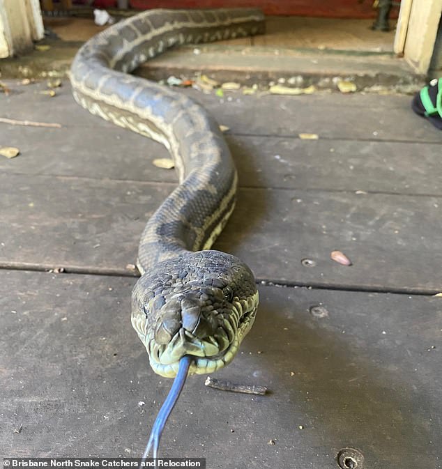 Ông Tait phát hiện 2 con trăn lớn lang thang trong nhà. Ảnh: Brisbane North Snake Catchers & Relocation