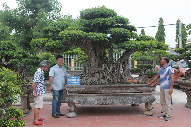 Chủ nhân của cây sanh quý là anh Dương Văn Mười (Thường Tín, Hà Nội), xuất thân từ một người nông dân. Sau nhiều năm gắn bó với cây cảnh, anh đã có 2 tác phẩm để đời, được giới chơi cây cả nước biết đến
