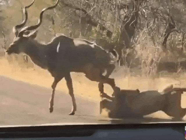 Media - Sư tử dùng "đòn độc" hạ gục con mồi khủng