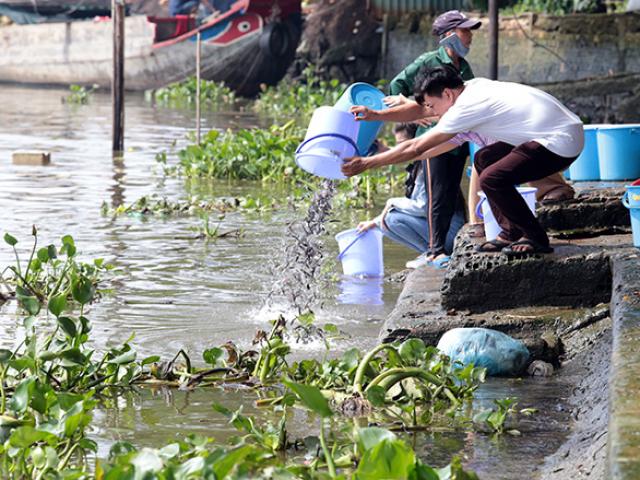 Vu Lan, người Sài Gòn ngao ngán nhìn cá vừa phóng sinh bị chích điện, bắt lại