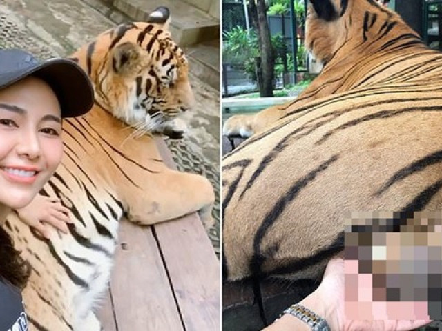 Bạn trẻ - Cuộc sống - “Sàm sỡ” hổ đực để selfie, khi bị chỉ trích cô gái biện minh do “yêu động vật”