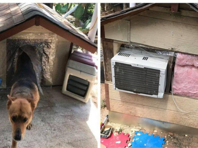 Bạn trẻ - Cuộc sống - Chú chó sinh ra ở "vạch đích": Có "biệt phủ" riêng, đầy đủ điều hòa, mái cách nhiệt và sàn ngói mát mẻ