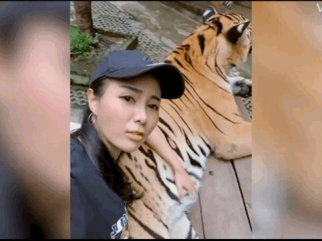 Media - Nữ diễn viên thản nhiên sờ vào "của quý" của hổ khiến dân mạng phẫn nộ