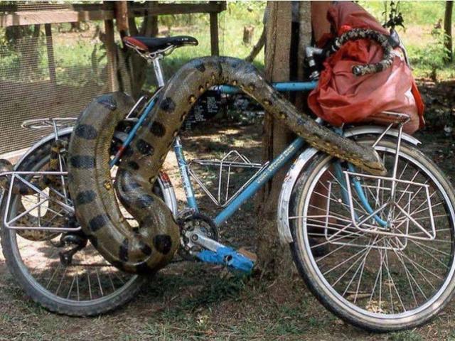 Cười 24H - "Khóc ròng" với muôn kiểu bảo vệ tài sản bá đạo trên từng hạt gạo