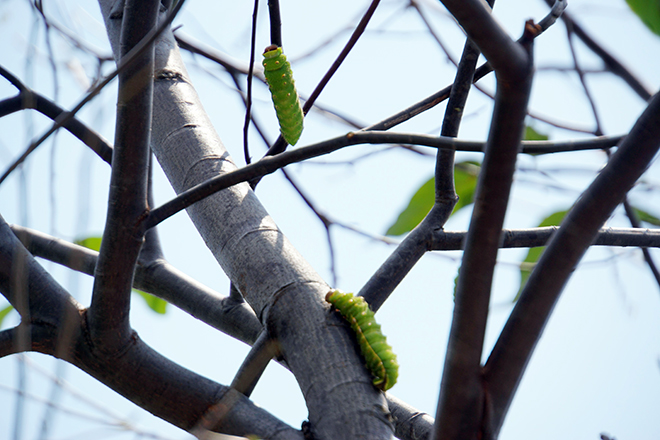 Những ngày gần đây, nhiều người lưu thông trên đại lộ Phạm Văn Đồng (phường Linh Đông, quận Thủ Đức, TP.HCM) hướng từ Quốc lộ 1 về sân bay Tân Sơn Nhất không khỏi rùng mình khi chứng kiến hàng trăm con sâu bò lúc nhúc trên cây xanh ven đường.